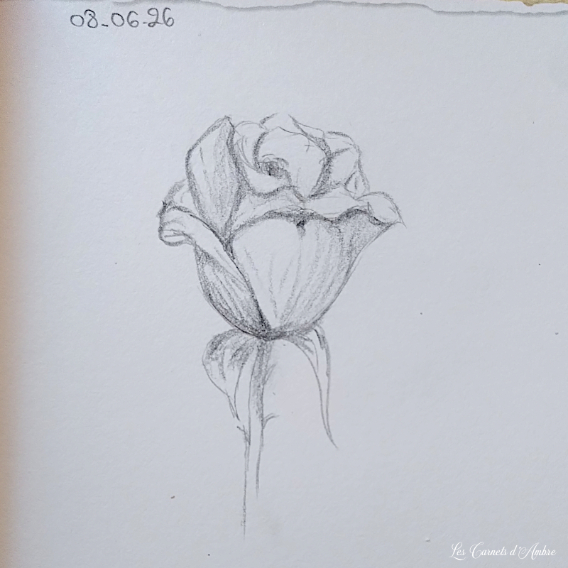 Dessin d'une rose au crayon gris