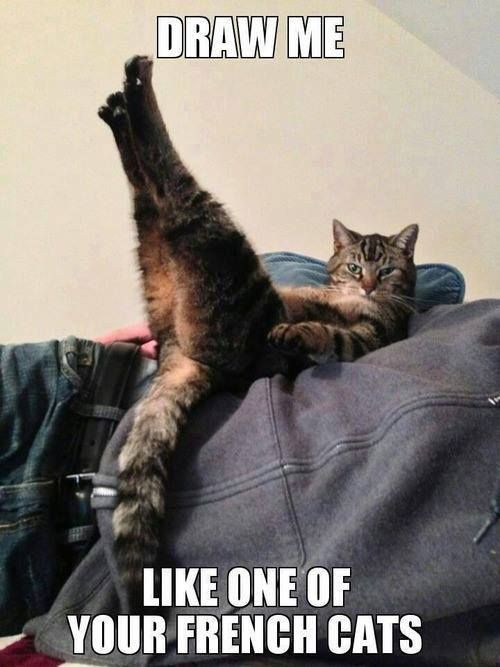 Cat Humor #8