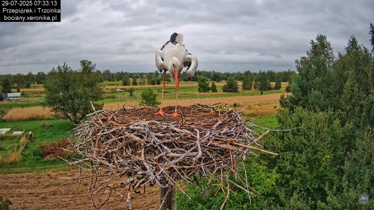 29072025bociany9
