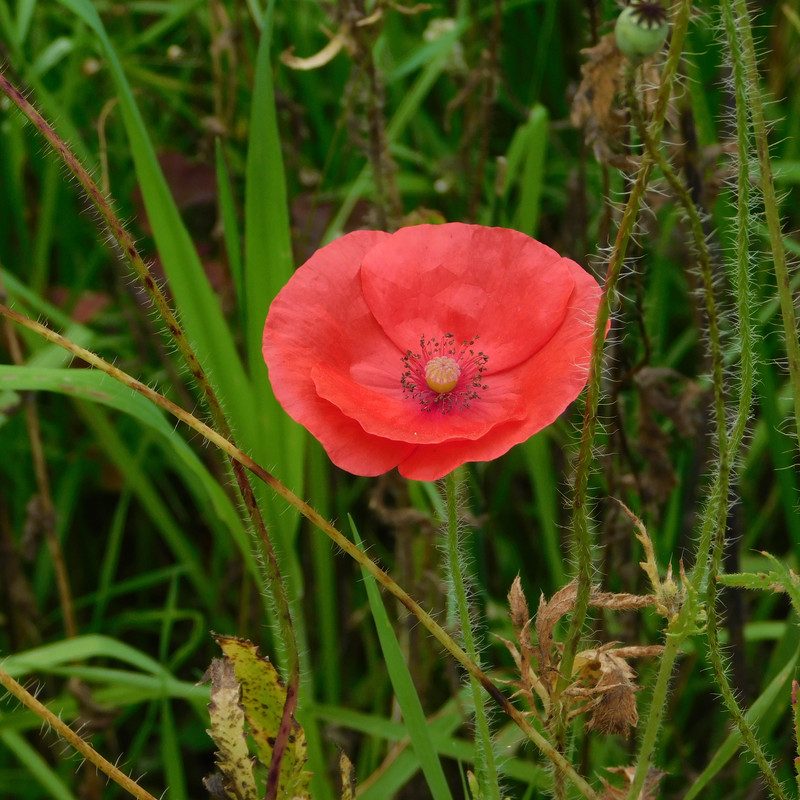 Август дачный кукольный 2023 013