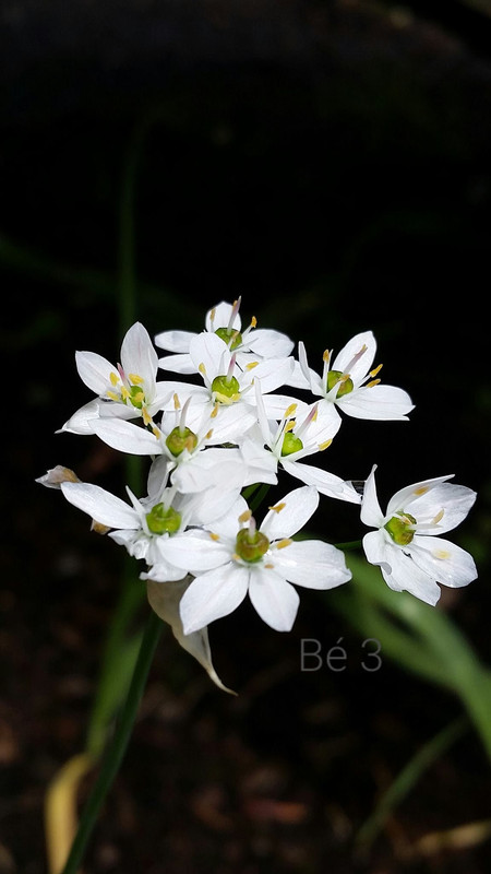 31944764_2331998843482241_6617277411690020864_o (1)