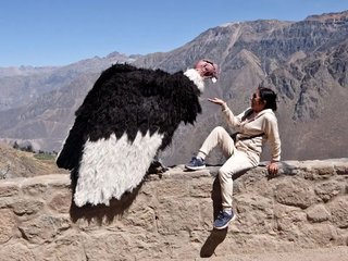 condor.jpg