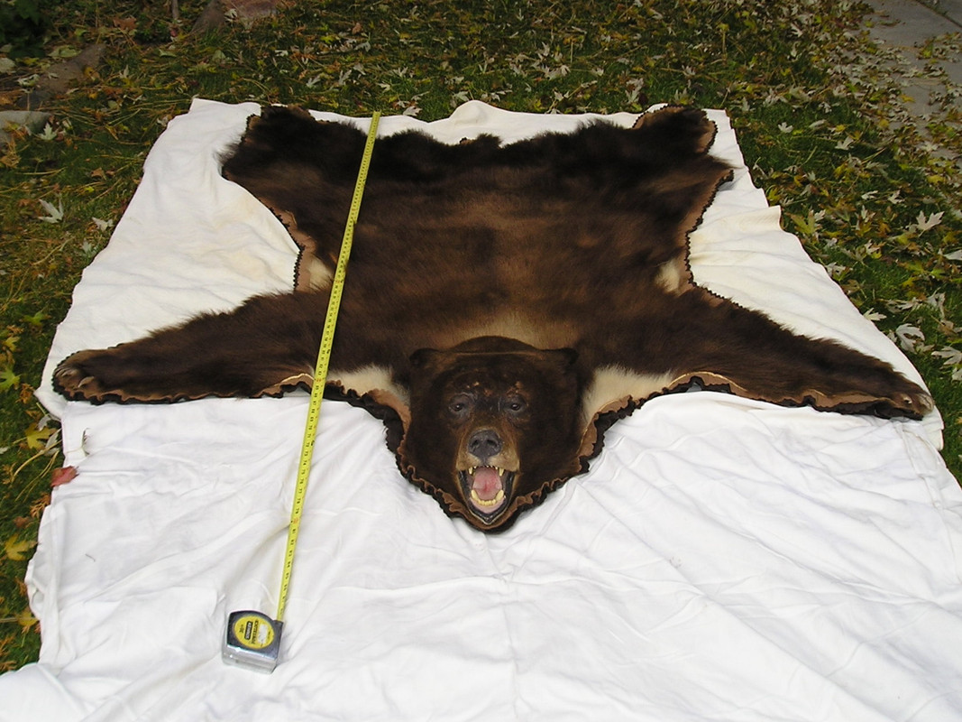 Black bear 6 ft.