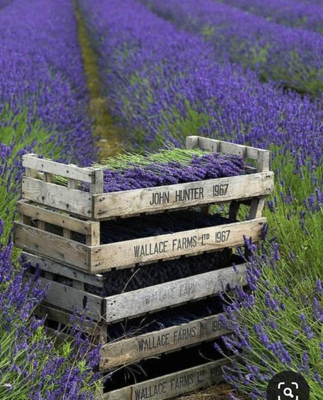 Screenshot_20230717_225713_Pinterest