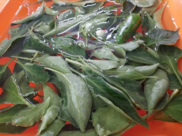 [Image: 06_Chili_Leaves.jpg]
