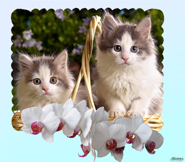 4kittens