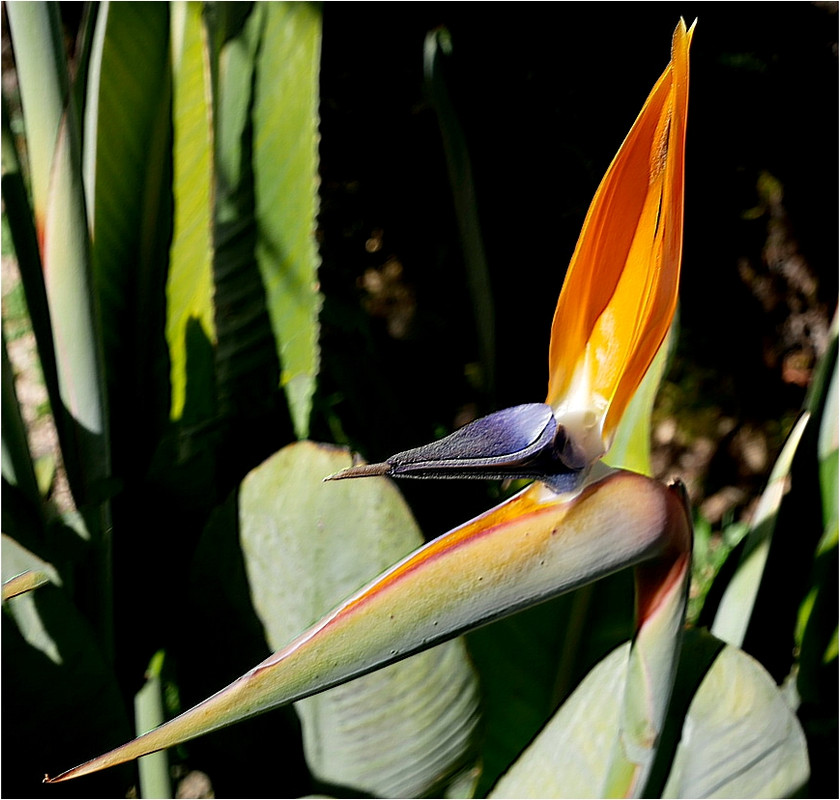 Le bel oiseau de mon jardin Oiseau11