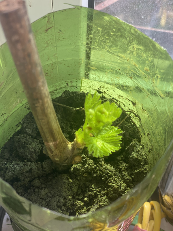 CB75BD2C-3C6B-46FC-BE4F-427548983B29