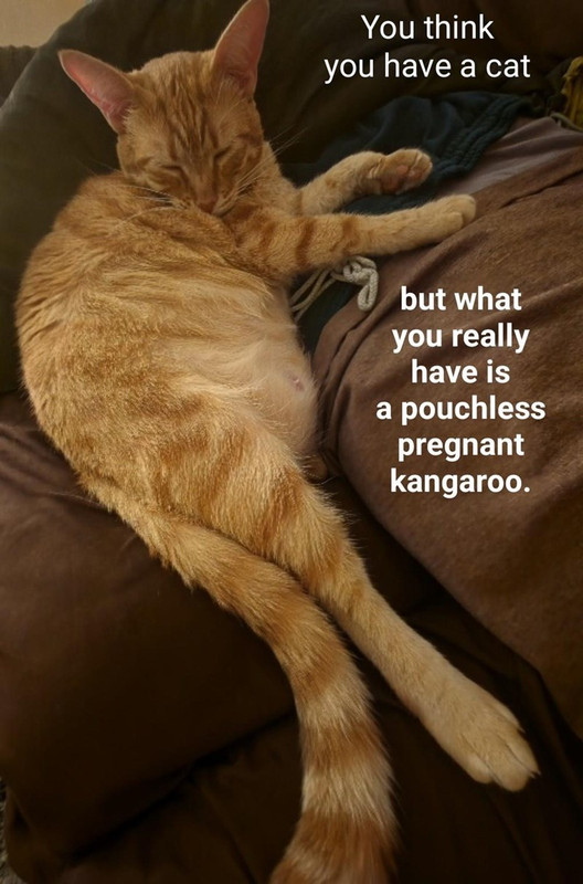 cat aroo