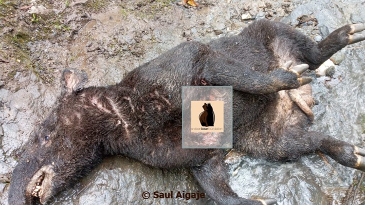 Mountain Tapir Preyed upon by Andean Bear