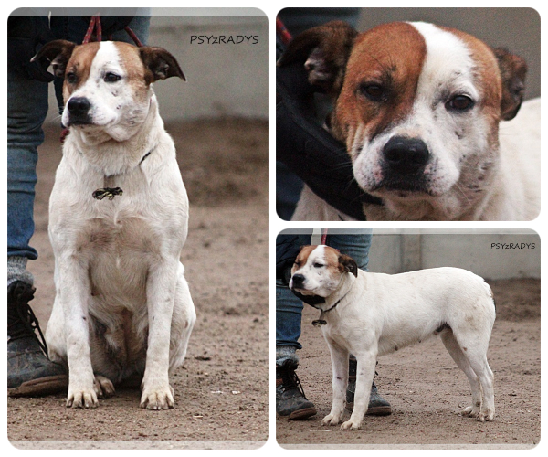 BeFunky-collage (30)