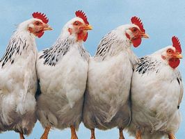 Прогноз ООН: курятина удержит лидерство на мировом рынке мяса