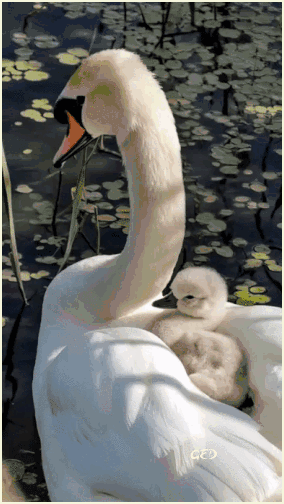 290925-cygne-et-b-b-cygne
