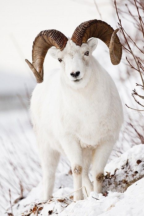whitesdallsheep.jpg