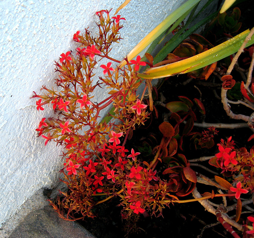 red-suc.jpg