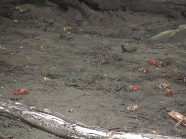 COSTA RICA 2012 (Luna de miel) - Blogs de Costa Rica - DÍA 9:  MONTEVERDE - GUANACASTE (3)