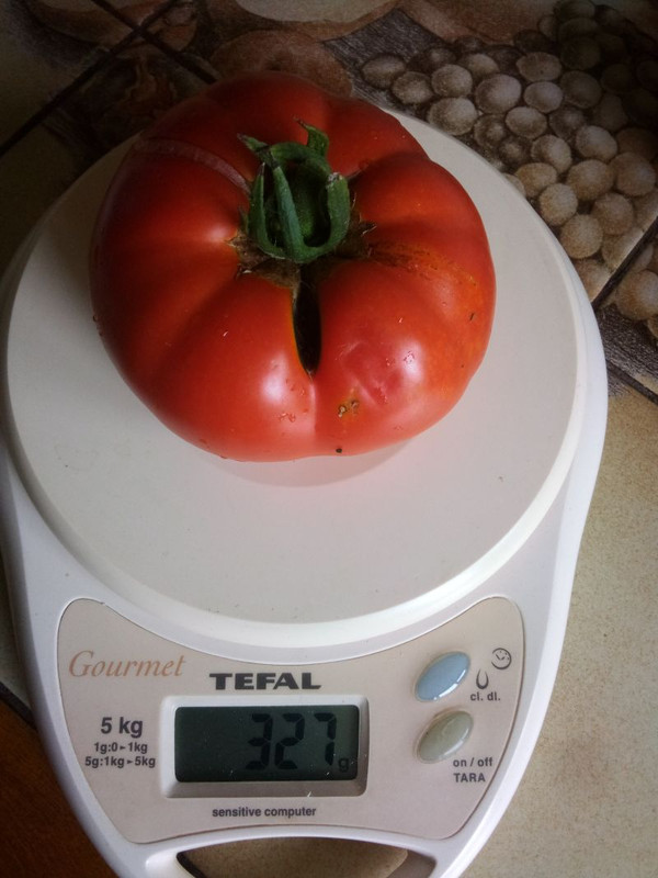 tomate20230801.jpg
