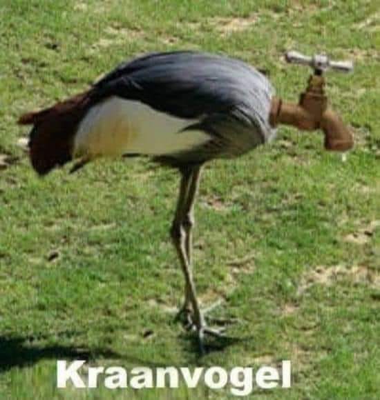 kraanvogel.jpg