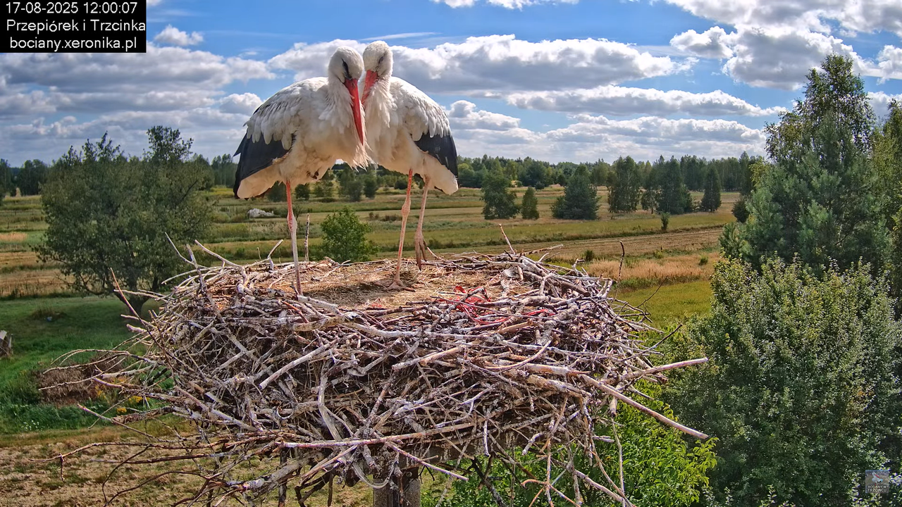 17082025bociany29