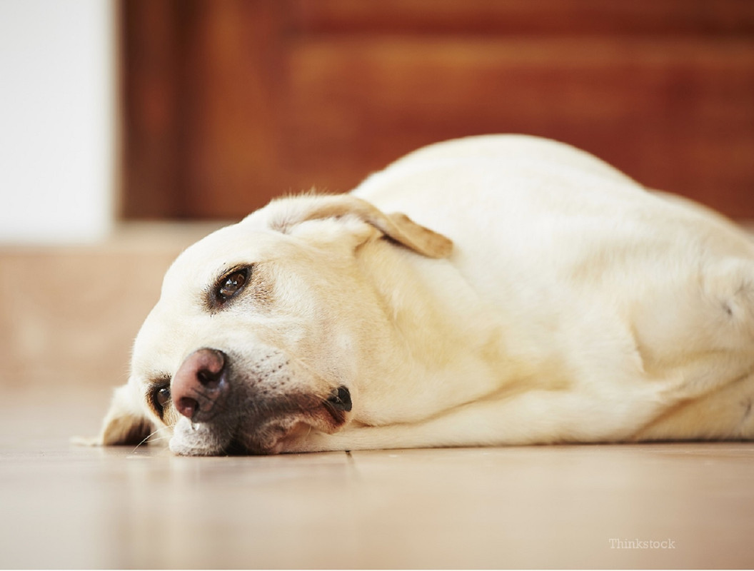 ¿Qué provoca la torsión de estómago en perros? Por esto se les voltea la panza