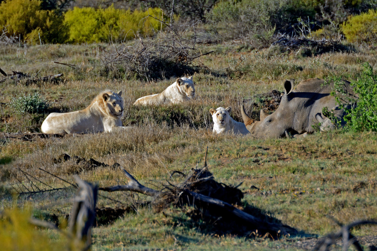 greenlionsandrhinoslarge.jpg