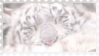 made by @transmascgarfield on tumblr