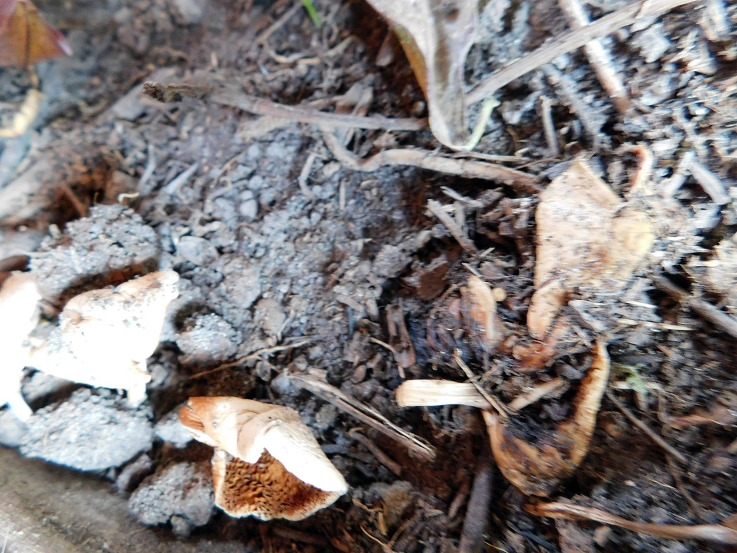 DSCN1405.jpg