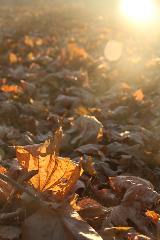 IMG_9484 - копия