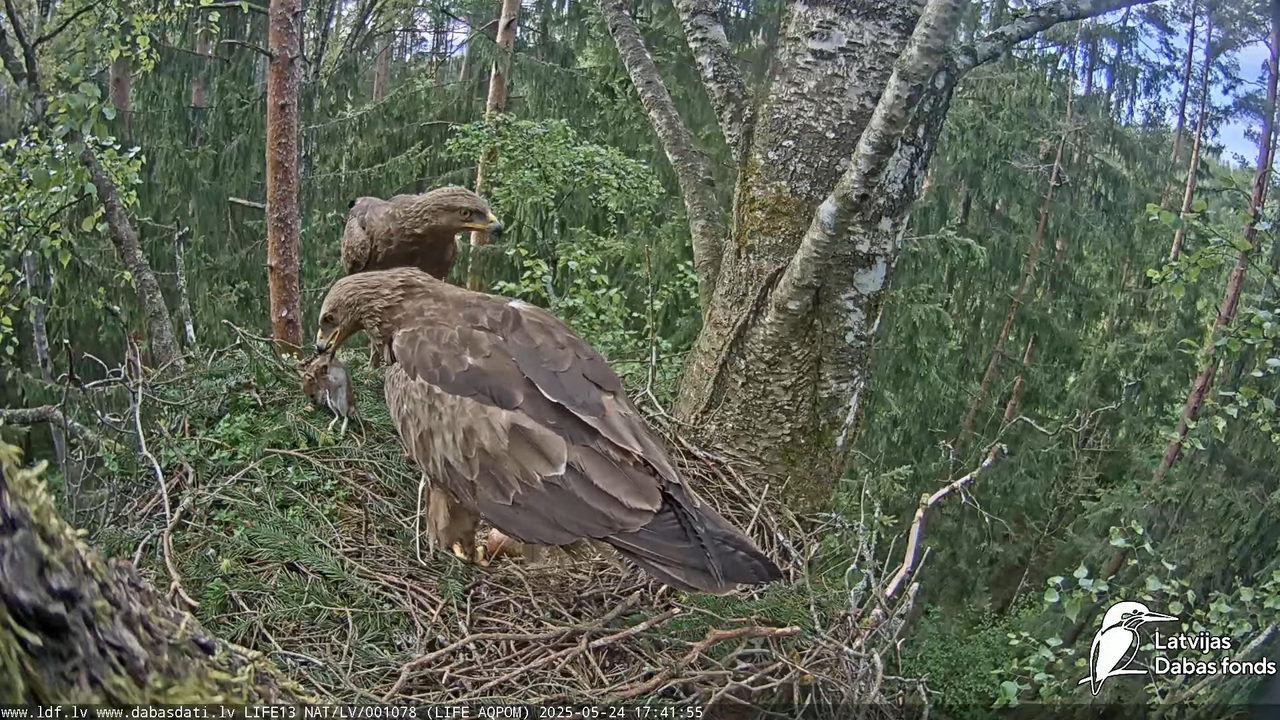 Mazais ērglis (Clanga pomarina), ligzda bērzā 18-4-31 screenshot