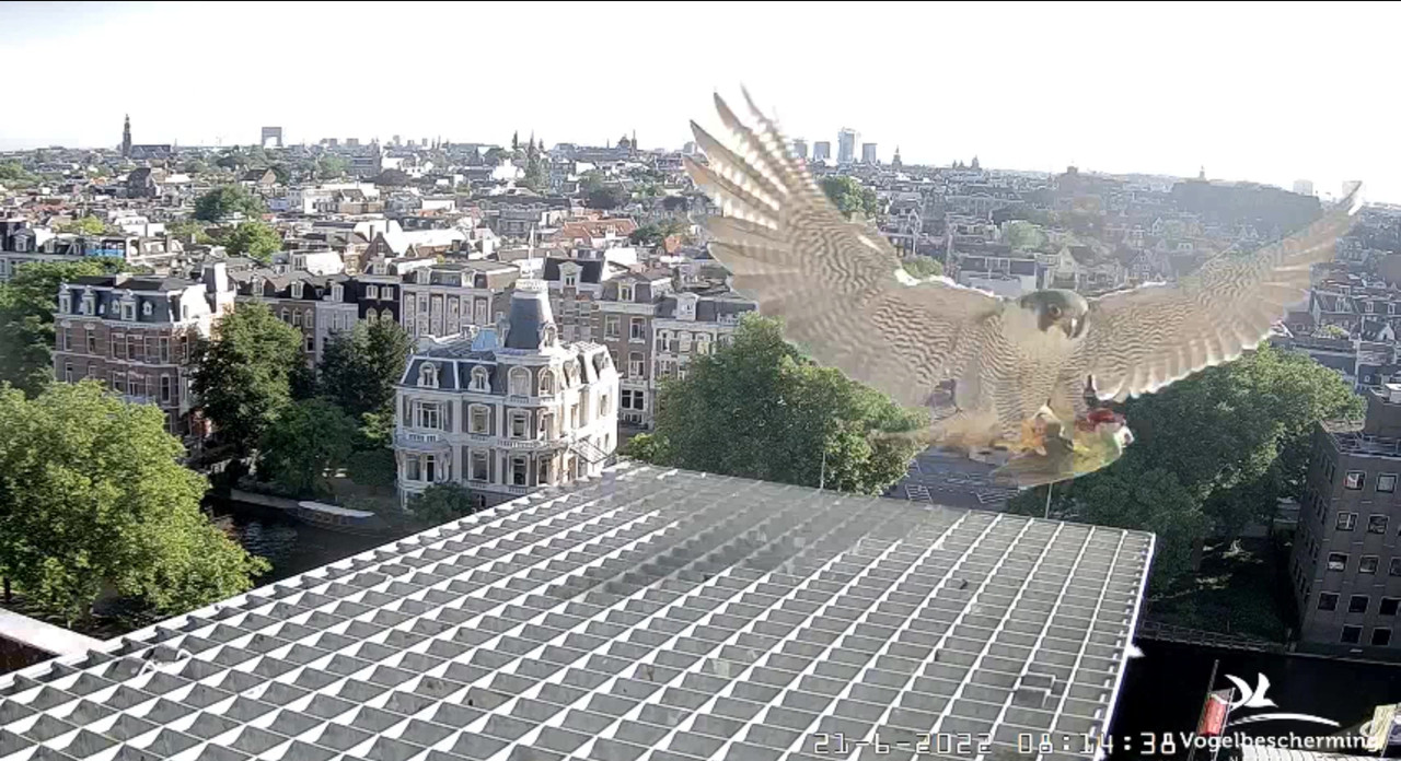 Amsterdam/Rijksmuseum screenshots © Beleef de Lente/Vogelbescherming Nederland - Pagina 30 Video-2022-06-21-081821-Moment-3