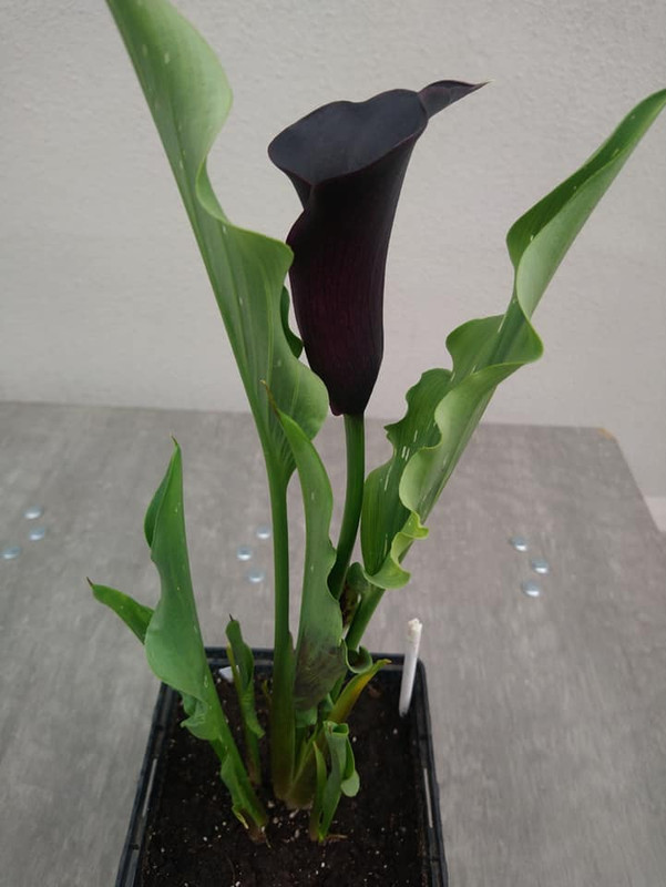 2ф