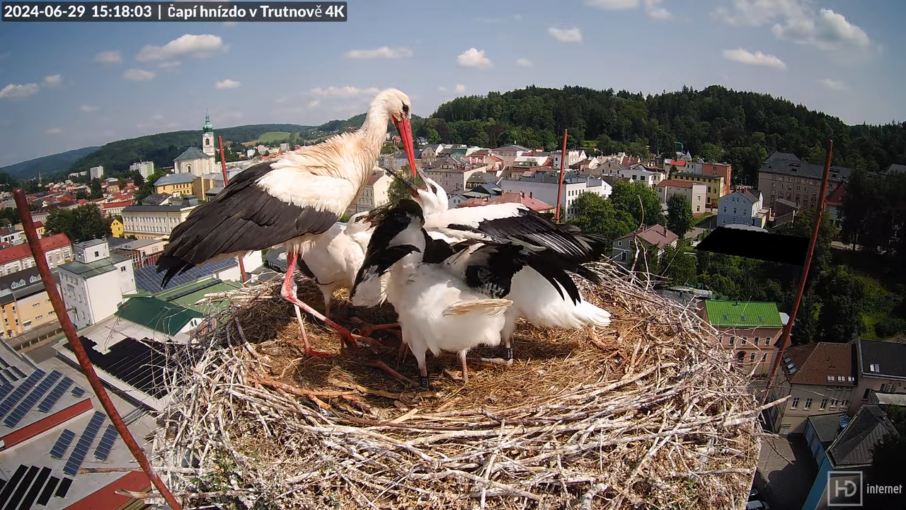 Tiešraidē no stārķa ligzdas uz alus darītavas skursteņa Trutnovā 14-37-7 screenshot
