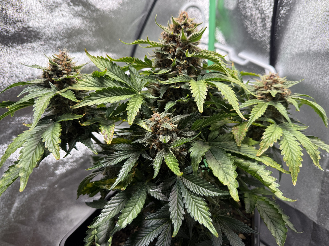 991FF6B3-006E-4E46-9108-14ECDB3B3083