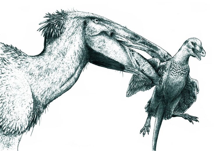 f30194186bbd6d5113d725c9e167be0c--feathered-dinosaurs-dont-forget