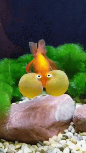 bubble-fish