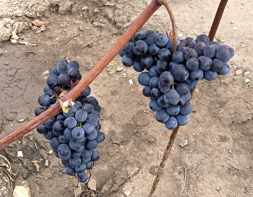 Гранатовый_20230910_142827