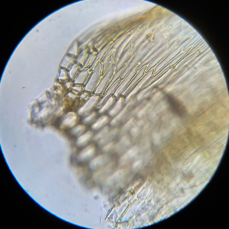 IMG 20250614 122105 HDR