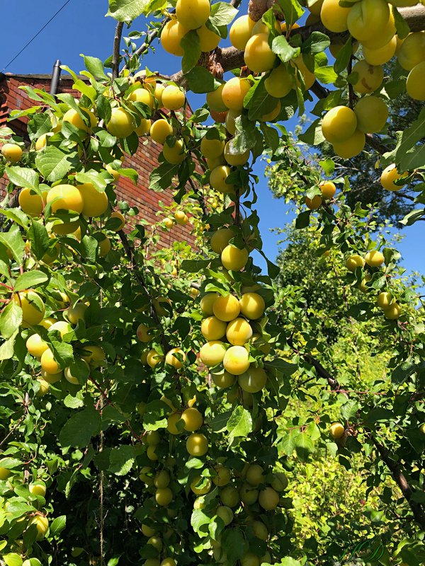 Plums-HD.jpg