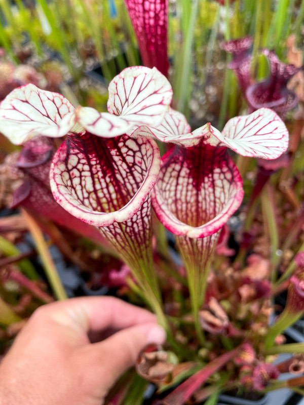 B9D3EF18-FEF1-46B2-BAF7-3D31E37A8E3D