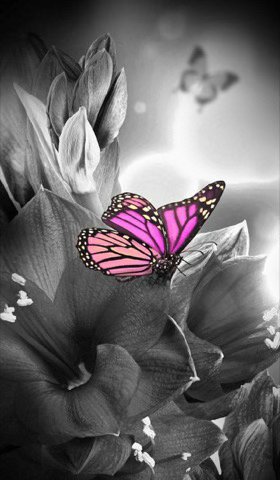 Butterfly-B-amp-W-Pink