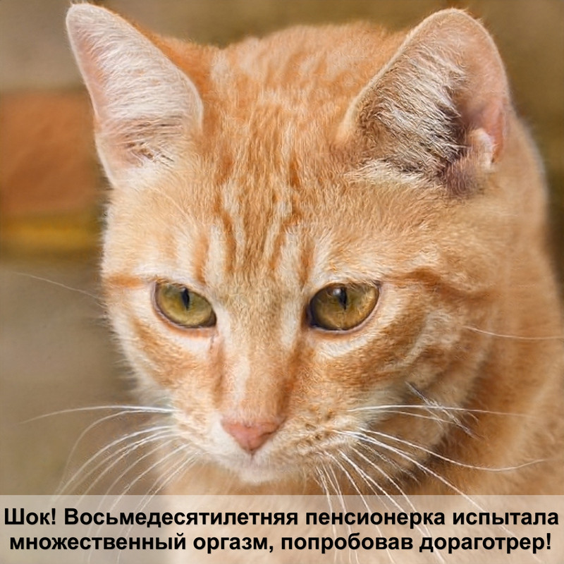 как отвадить кошку гадить