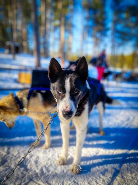 PARTE II - Auroras - 3.er reportaje por Laponia norte - Marzo 2025 (9)