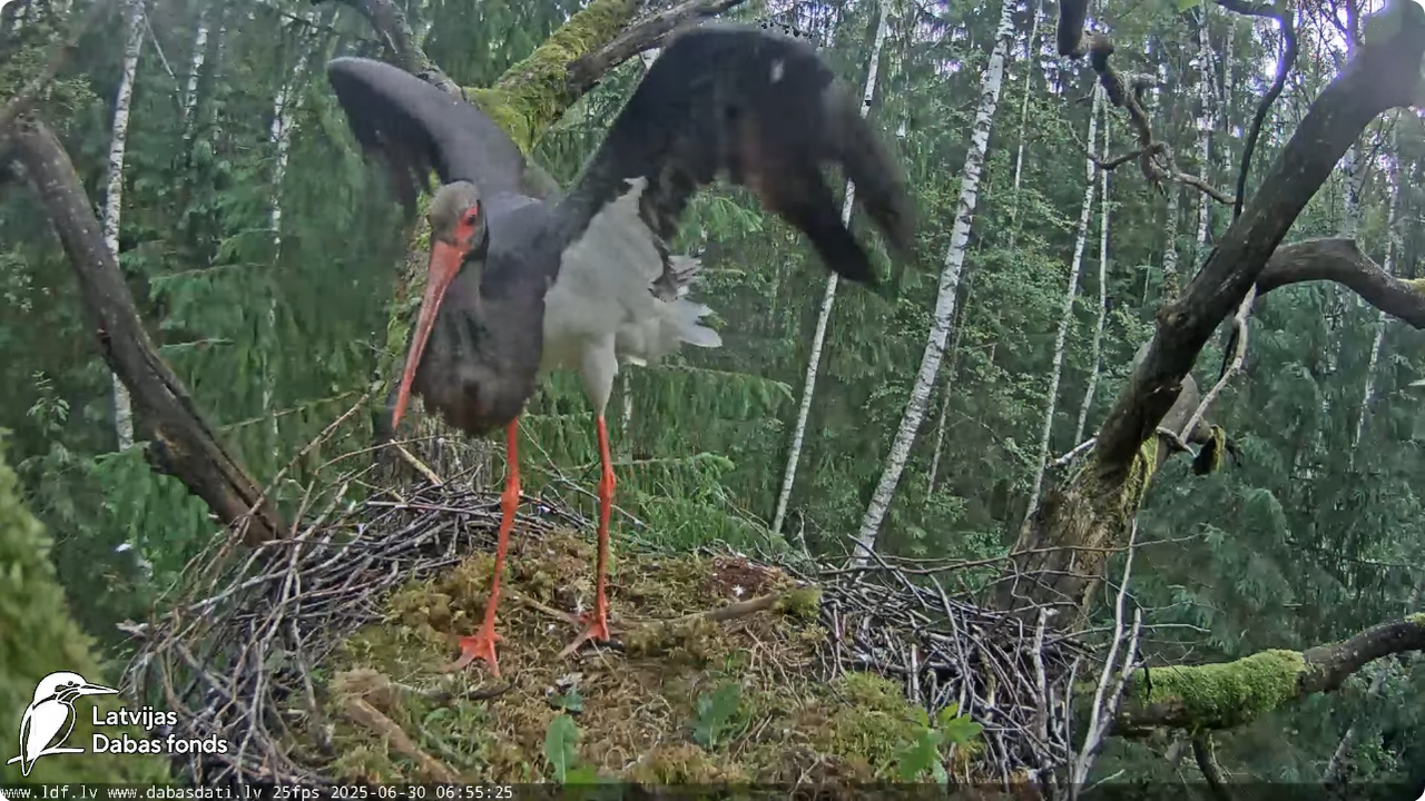 Screenshot 2025-06-30 at 19-45-34 Melnais stārķis (Ciconia nigra) Ogres novadā - LDF tiešraide - You
