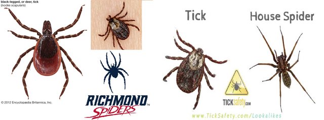 spider-tick.jpg