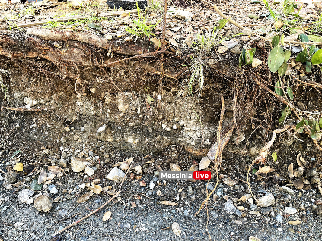 δεντρα 23IMG_8987