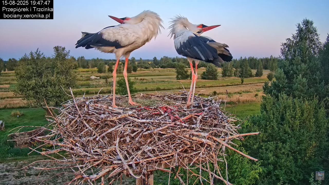 15082025bociany34
