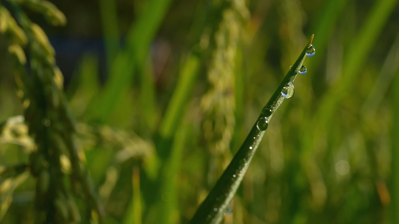 [HR] Thailand - Earth's Tropical Paradise S01E03 [BBC Two 1080p x265]_15