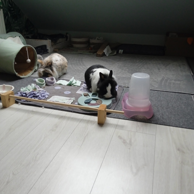IMG-20241109-133700.jpg