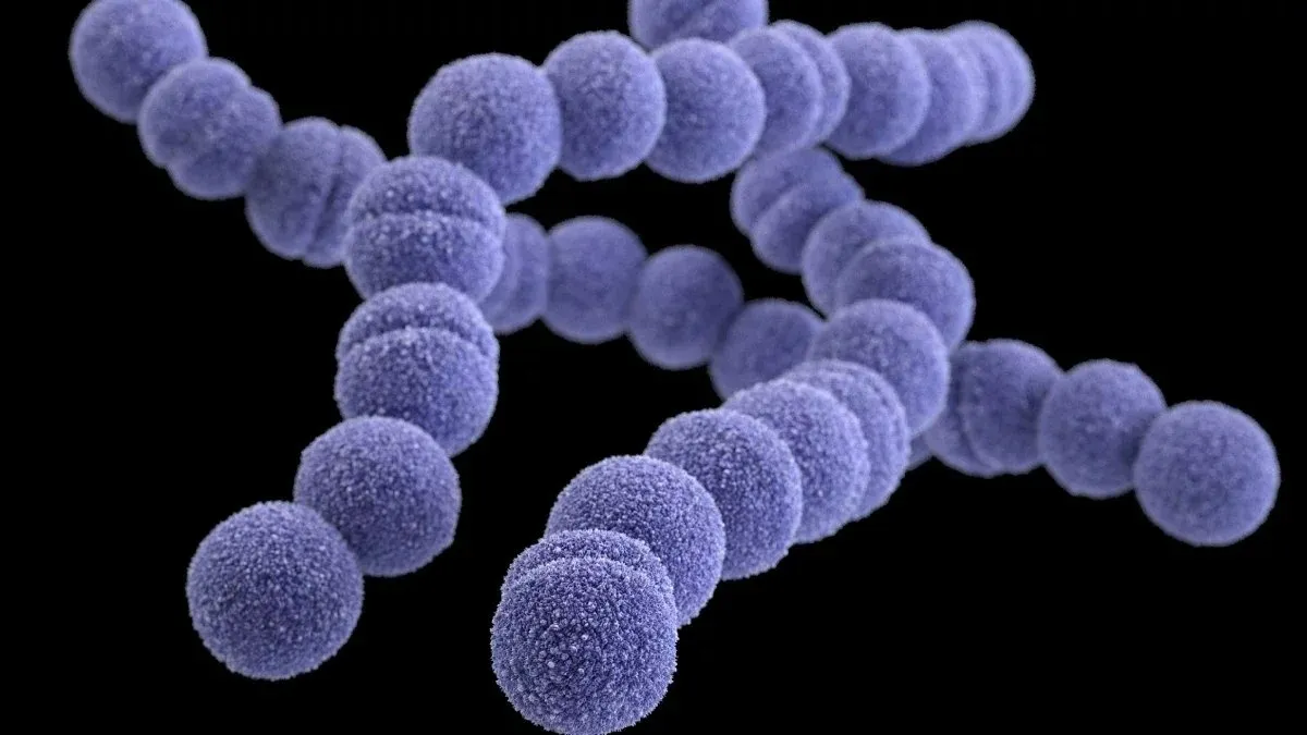 Bacteria carnívora ataca y se expande por el mundo ¿Nueva epidemia?