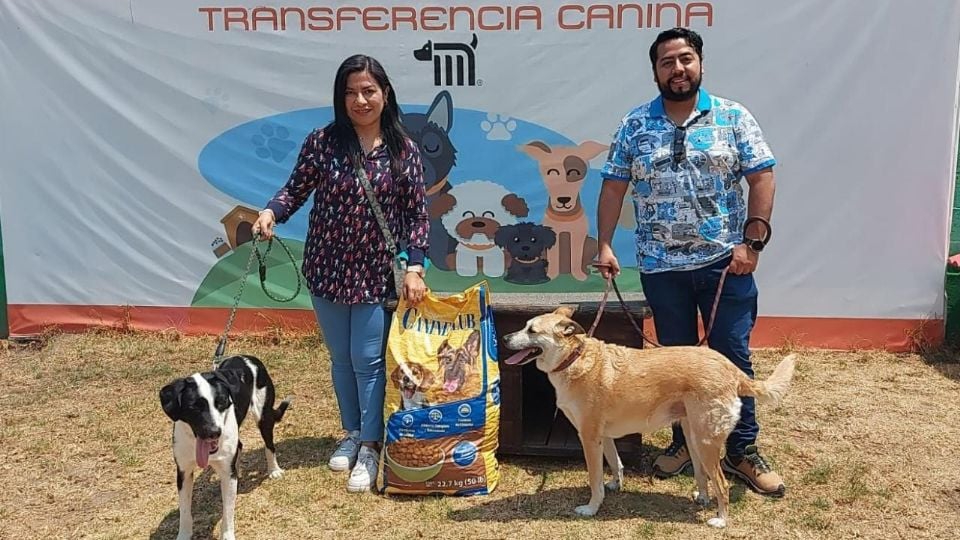 El Metro de la CDMX busca hogar a perritos rescatados en sus estaciones; estos son los requisitos